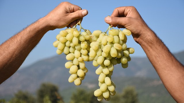 İslahiye’nin Yeşil Altını
