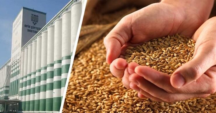 İslahiyeli Üreticilere TMO’dan Arpa Satışı Duyurusu