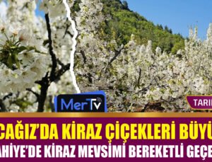 Koçcağız’da Kiraz Çiçekleri Kartpostallık Görüntüler Oluşturdu