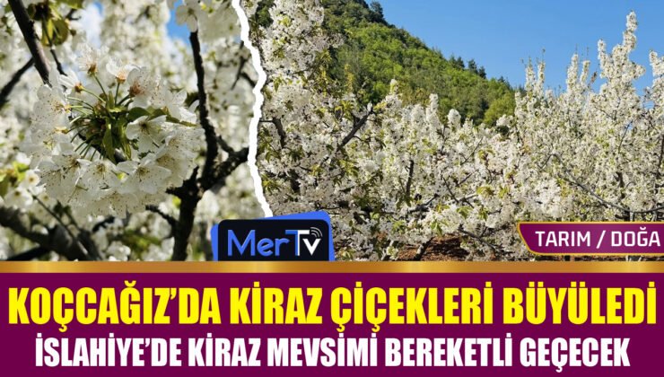 Koçcağız’da Kiraz Çiçekleri Kartpostallık Görüntüler Oluşturdu