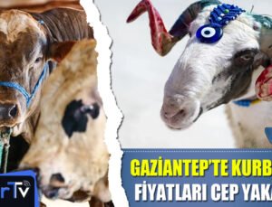 Gaziantep’te Kurbanlık Fiyatları Cep Yakacak