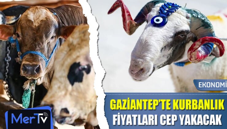 Gaziantep’te Kurbanlık Fiyatları Cep Yakacak