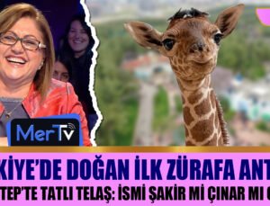 İlk Türk Zürafa Gaziantepli Oldu: Peki İsmi Ne Olacak?