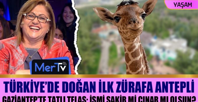 İlk Türk Zürafa Gaziantepli Oldu: Peki İsmi Ne Olacak?