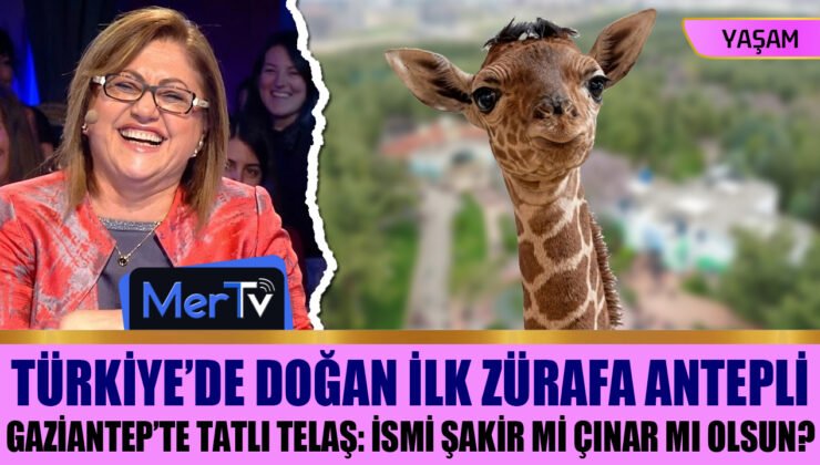 İlk Türk Zürafa Gaziantepli Oldu: Peki İsmi Ne Olacak?