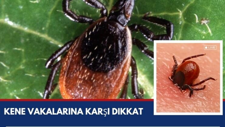 Kene Vakalarına Karşı Dikkat