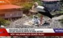 Minarenin Zirvesinde Huzur: Leylek Ailesi İslahiye’ye Neşe Getirdi