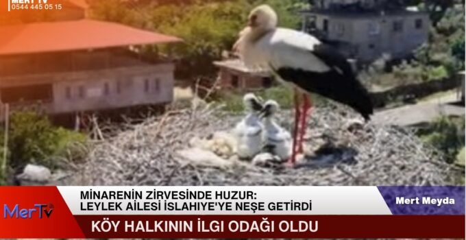 Minarenin Zirvesinde Huzur: Leylek Ailesi İslahiye’ye Neşe Getirdi
