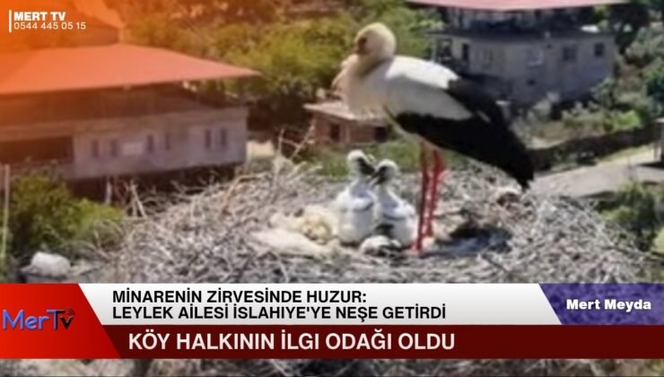 Minarenin Zirvesinde Huzur: Leylek Ailesi İslahiye’ye Neşe Getirdi