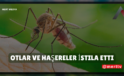 Gariban Mahalleler Kaderine Terk Edildi: Otlar ve Haşereler İstila Etti!”