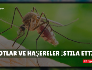 Gariban Mahalleler Kaderine Terk Edildi: Otlar ve Haşereler İstila Etti!”