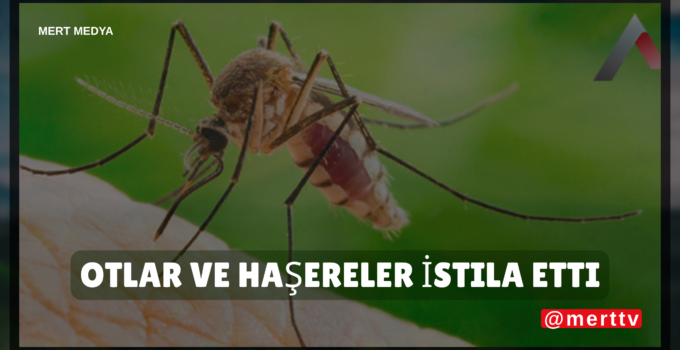 Gariban Mahalleler Kaderine Terk Edildi: Otlar ve Haşereler İstila Etti!”