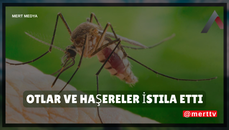 Gariban Mahalleler Kaderine Terk Edildi: Otlar ve Haşereler İstila Etti!”