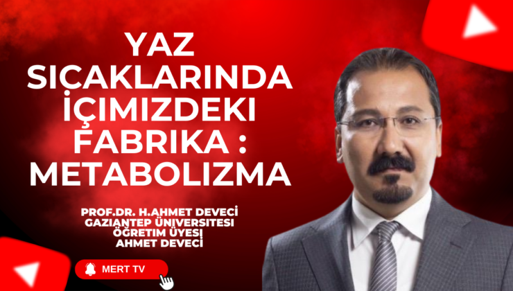 Yaz Sıcaklarında İçimizdeki Fabrika : Metabolizma
