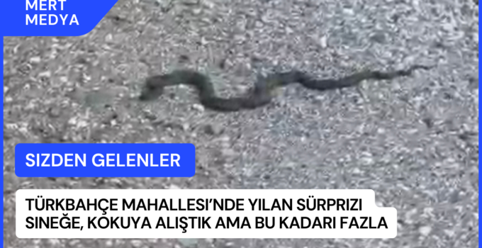 Türkbahçe Mahallesi’nde Yılan Sürprizi: “Sineğe, Kokuya Alıştık Ama Bu Kadarı Fazla!”