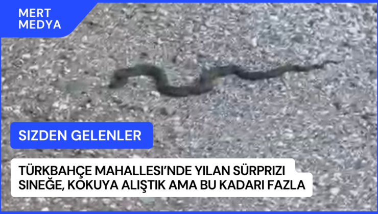 Türkbahçe Mahallesi’nde Yılan Sürprizi: “Sineğe, Kokuya Alıştık Ama Bu Kadarı Fazla!”