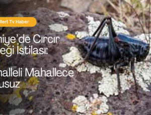 İslahiye’de Cırcır Böceği İstilası: Mahalleli Mahallece Uykusuz