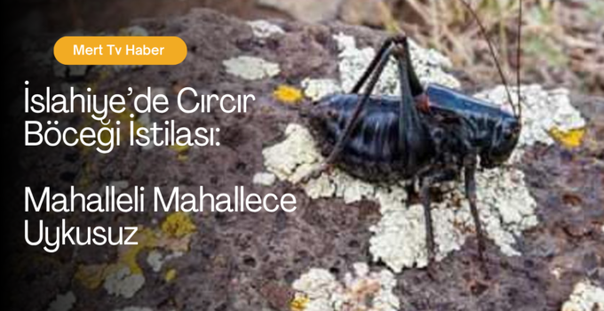 İslahiye’de Cırcır Böceği İstilası: Mahalleli Mahallece Uykusuz