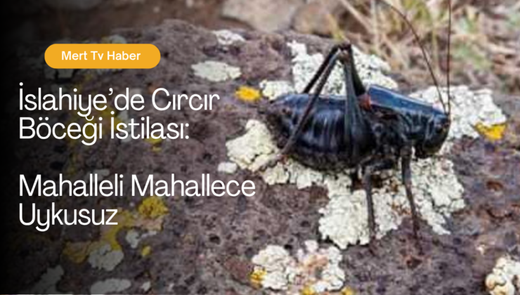 İslahiye’de Cırcır Böceği İstilası: Mahalleli Mahallece Uykusuz
